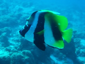Crociera Maldive2007_163.jpg